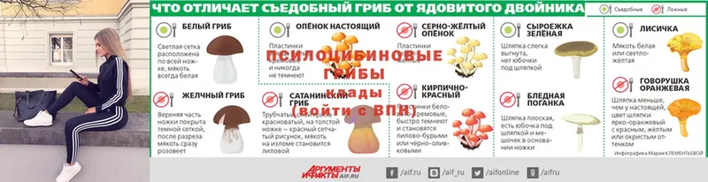 Галлюциногенные грибы Psilocybe  Белебей 